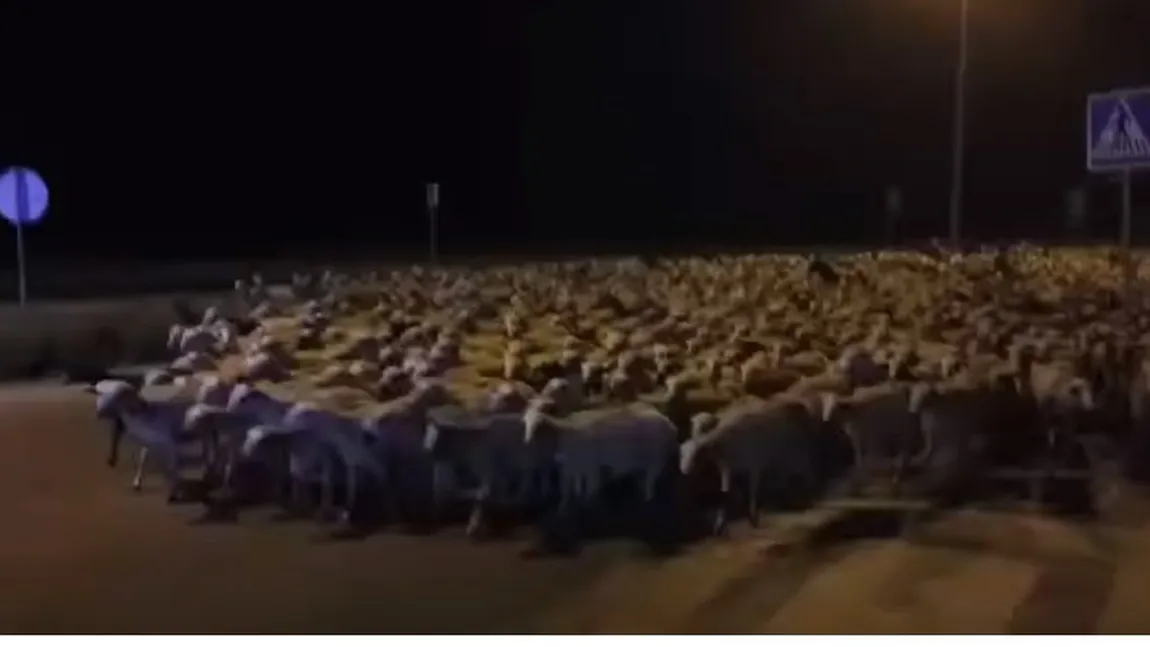 Asediul ovinelor. Un oraş din Spania a fost invadat de peste o mie de oi VIDEO