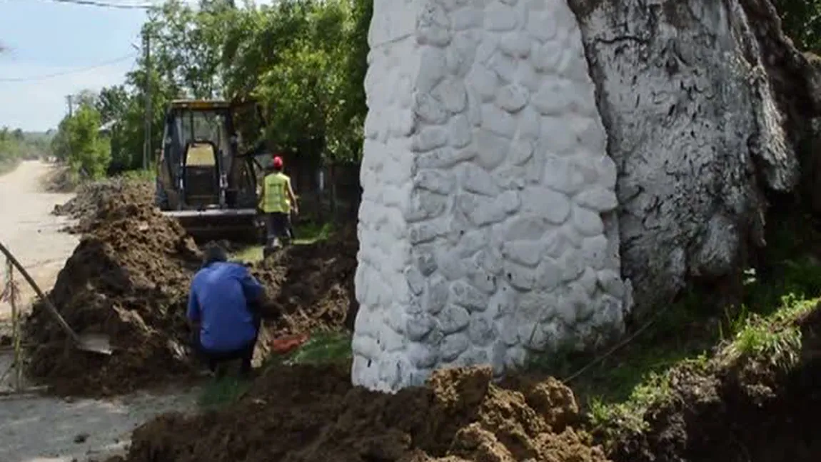 Scandal într-o comună din Gorj. Arbori vechi de 800 de ani, distruşi de muncitori