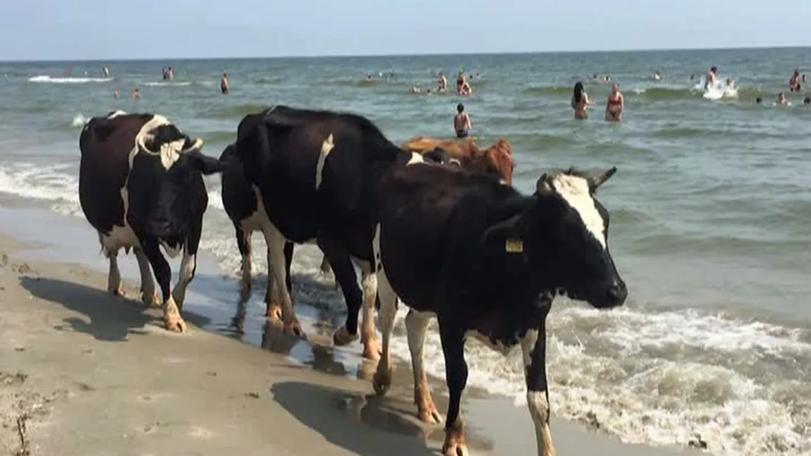 Văcuţele, sesiune de plajă pe litoral. Imagini de excepţie de la Sfântu Gheorghe VIDEO