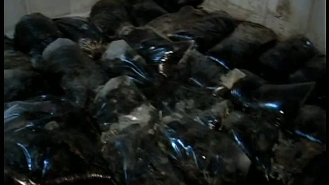 Tone de CARNE STRICATĂ, găsite într-un abator din Braşov. Locuitorii au sesizat autorităţile din cauza mirosului pestilenţial