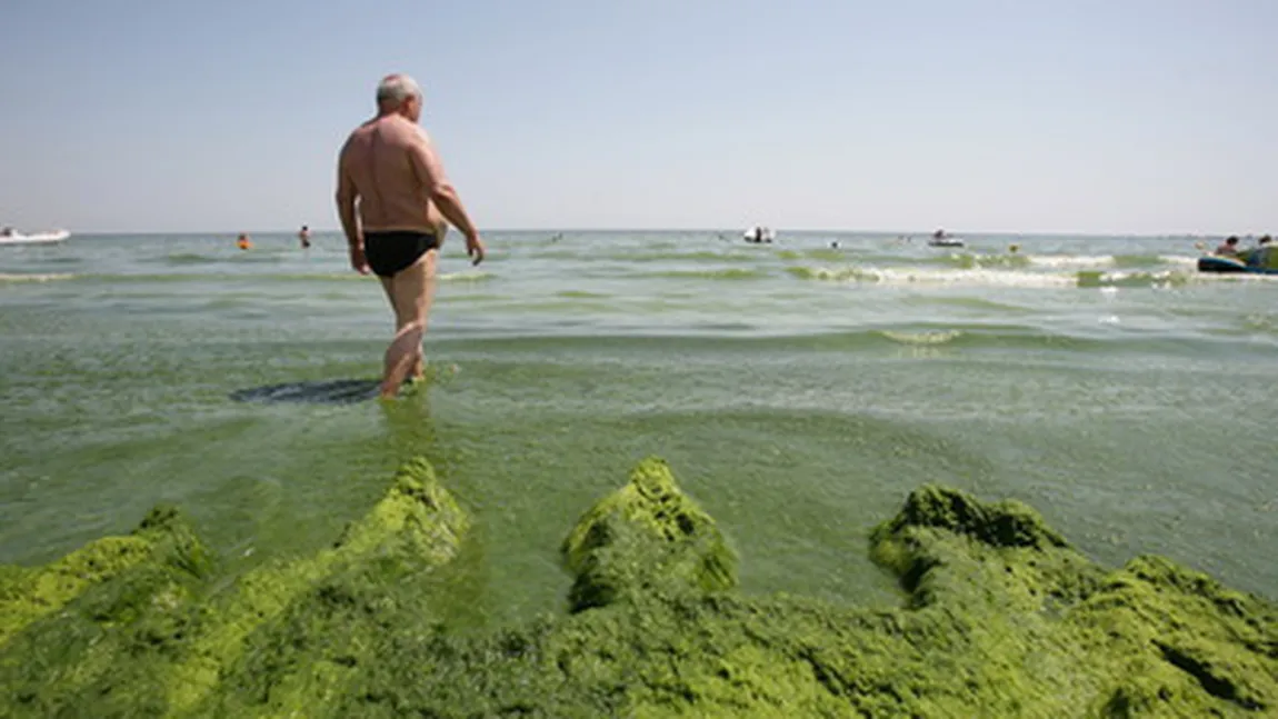 6.000 de tone de alge strânse de pe plajele turistice
