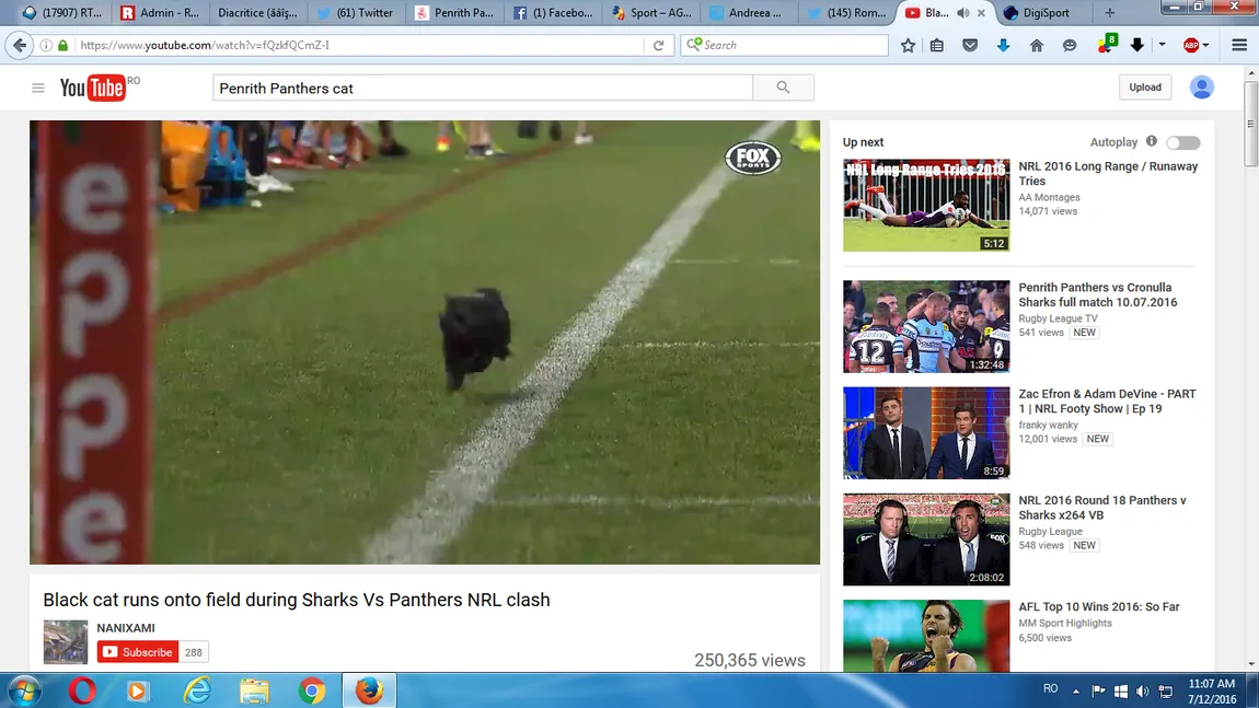 Pisica neagră le-a purtat ghinion Panterelor. Apariţie insolită pe teren, la un meci de rugby VIDEO