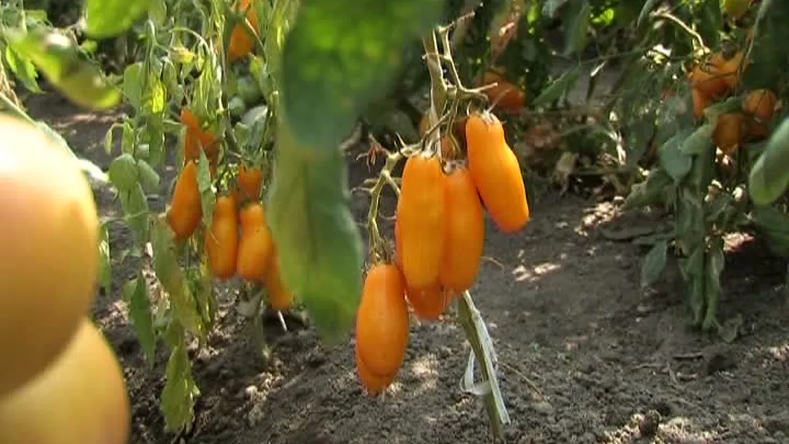 Legume miraculoase cultivate la Buzău: Roşiile banană şi castravetele exploziv VIDEO
