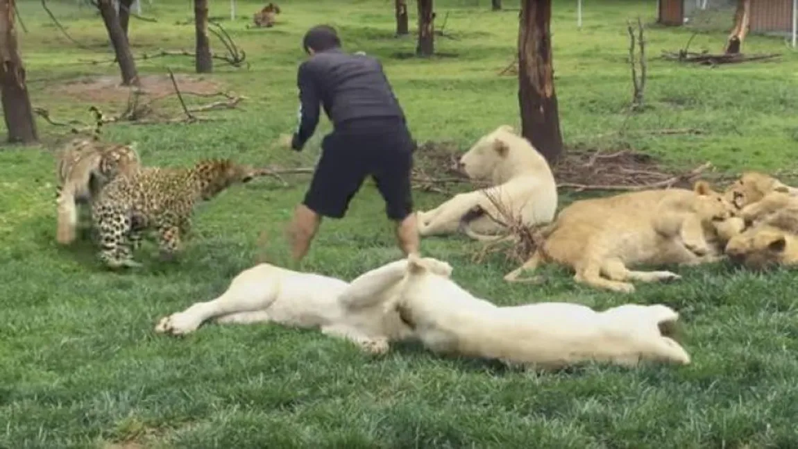 Uimitor! Un îngrijitor atacat de un lepoard este salvat de un tigru