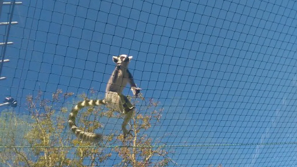 Un lemurian năzdrăvan evadează de la grădina zoologică din Sibiu VIDEO