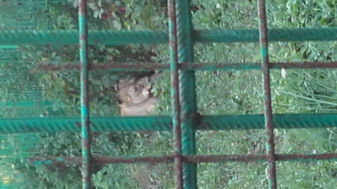 Doi pui de leu au venit pe lume la ZOO din Piteşti GALERIE FOTO