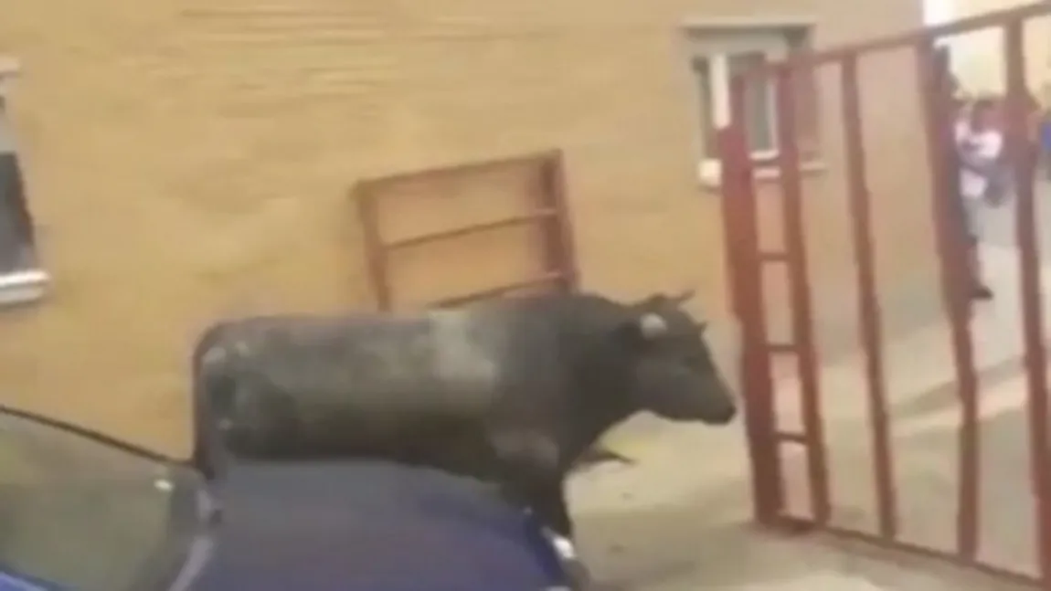 Imagini şocante din Spania. O fetiţă româncă a fost rănită grav de un taur scăpat de sub control