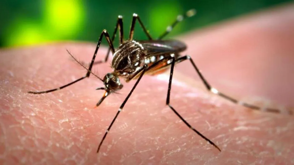 Virusul ZIKA. În Singapore au fost înregistrate peste 40 de cazuri de transmitere locală a virusului