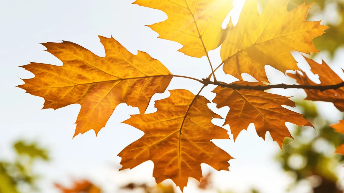 PROGNOZA METEO pe trei zile. Vremea va fi frumoasă şi caldă