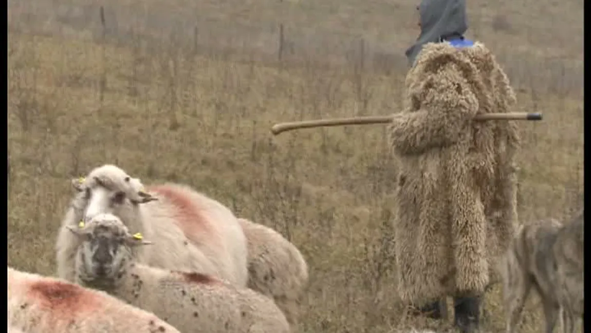 Controale la o stână din Braşov. DSV a avut un şoc: Nici câinii nu mănâncă aşa ceva. Miroase a hoit