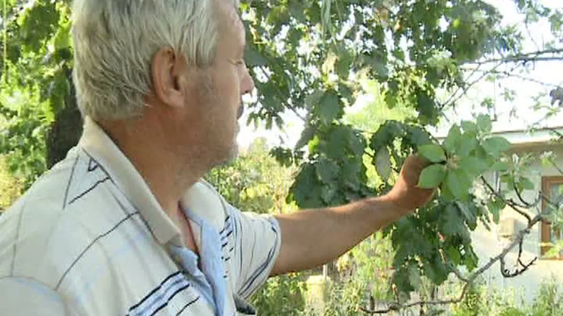 Căldură anormală în septembrie. Castanii, merii şi alţi pomi fructiferi sunt plini de flori VIDEO