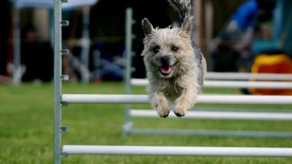 Dracula Dog Show de la Târgu Mureş a introdus în premieră naţională arbitrajul online