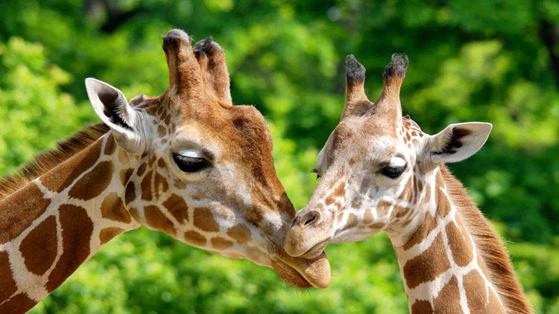 Descoperire revoluţionară: Pe Terra trăiesc patru specii de girafe, nu doar una singură