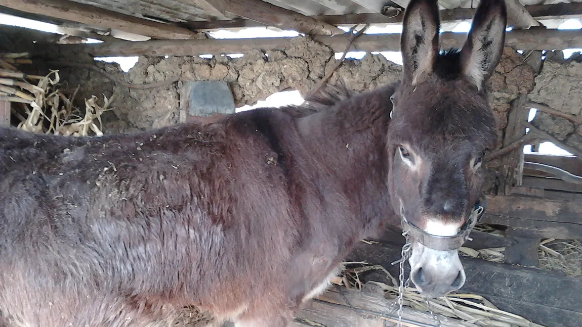 Ai idee cât costă un litru de lapte de măgăriţă? În antichitate cel mai complex antibiotic folosit a fost laptele de măgăriţă