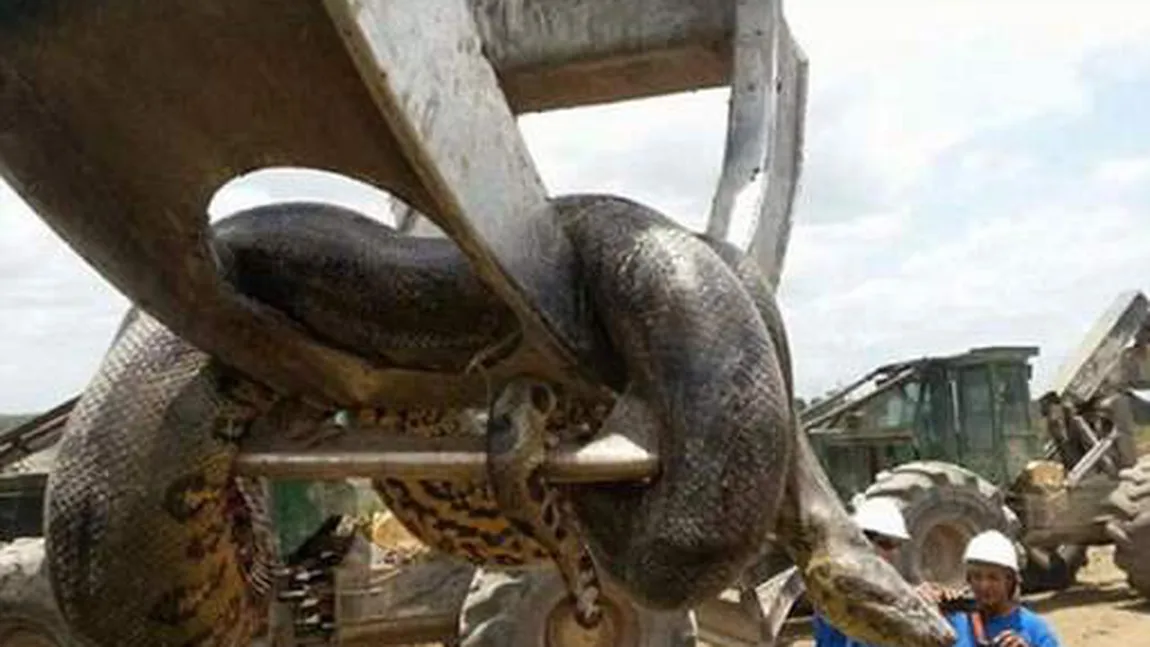 Cel mai mare şarpe din lume. Un anaconda uriaş, de 400 kg, a fost găsit pe un şantier în Brazilia VIDEO
