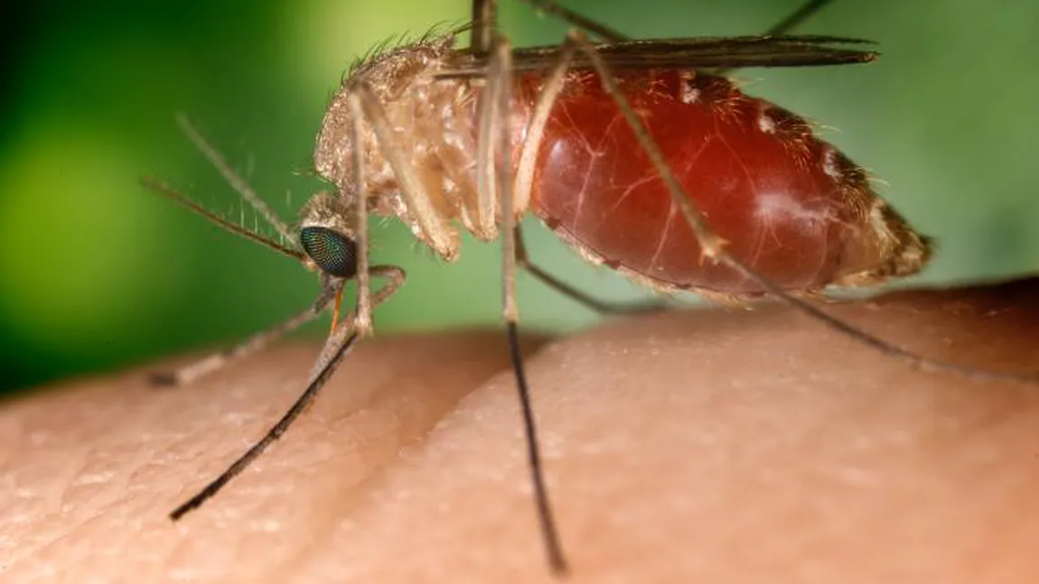 ALERTĂ medicală! 58 de cazuri de infecţie cu virusul West Nile, în România