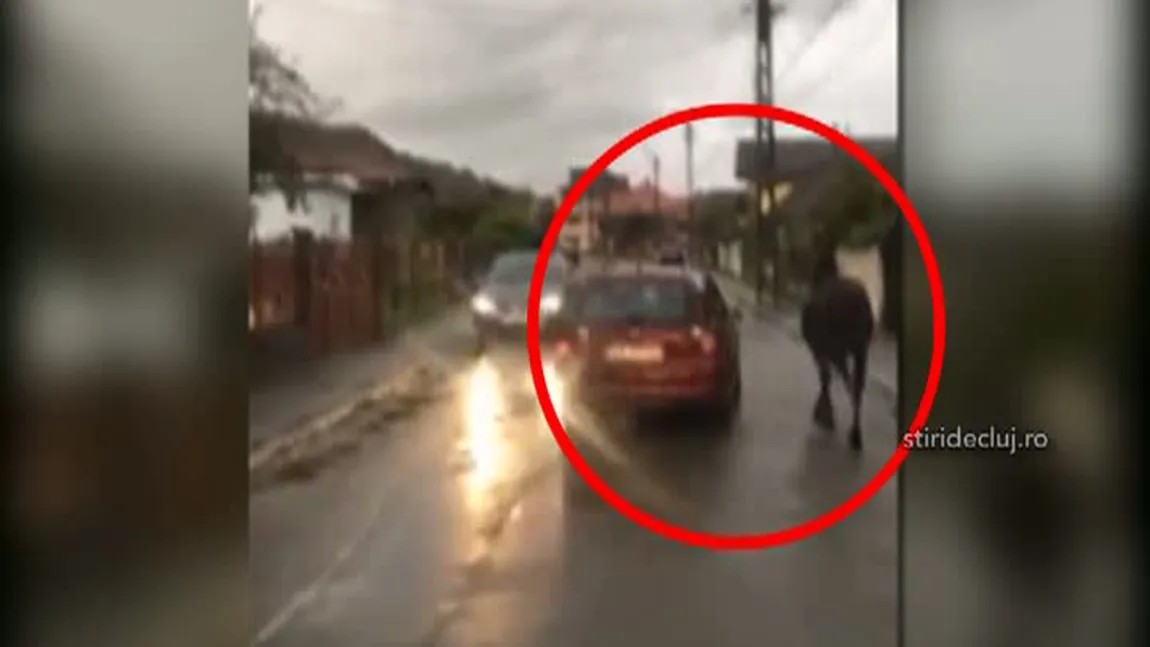 Imagini revoltătoare: cal alergat de stăpân cu maşina prin oraş VIDEO