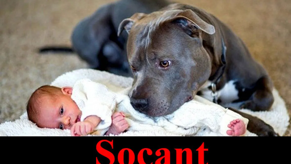 Şocant! Nu şi-a ascultat soţul şi a lăsat copilul lângă pitbull. Iată ce s-a întâmplat