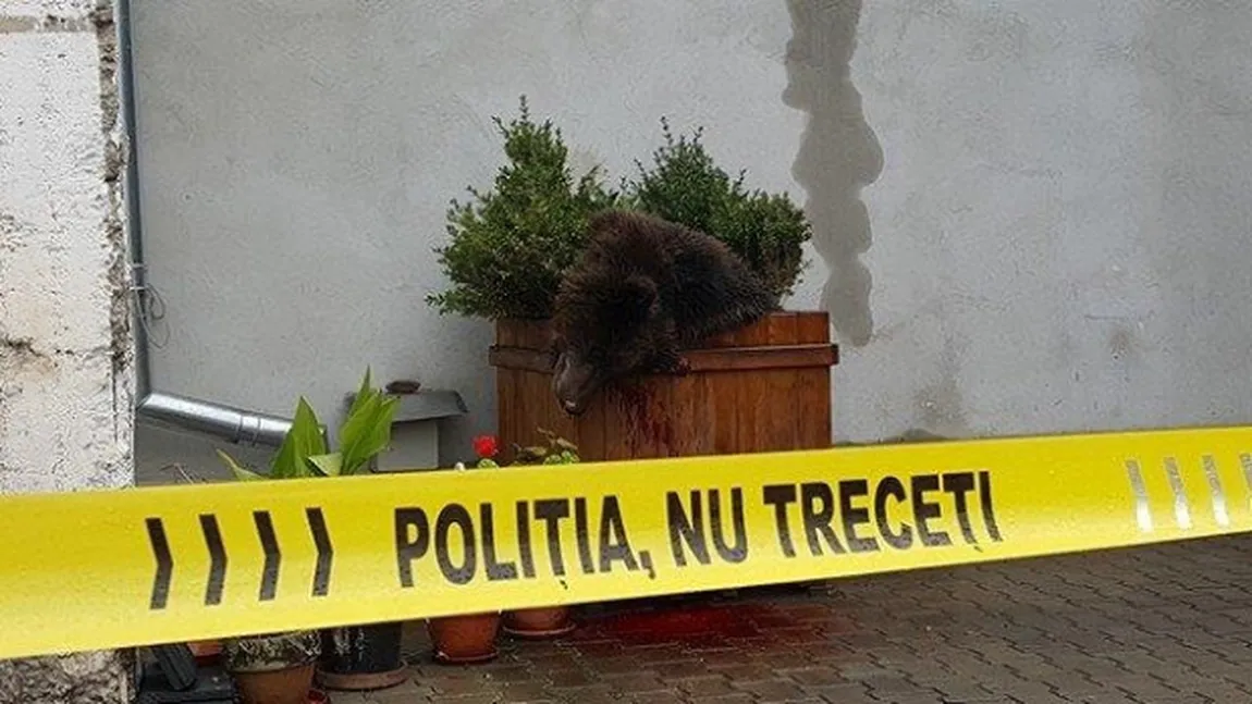 Şeful IPJ Sibiu: Ursul a fost prima dată împuşcat cu tranchilizant, dar nu şi-a făcut efectul