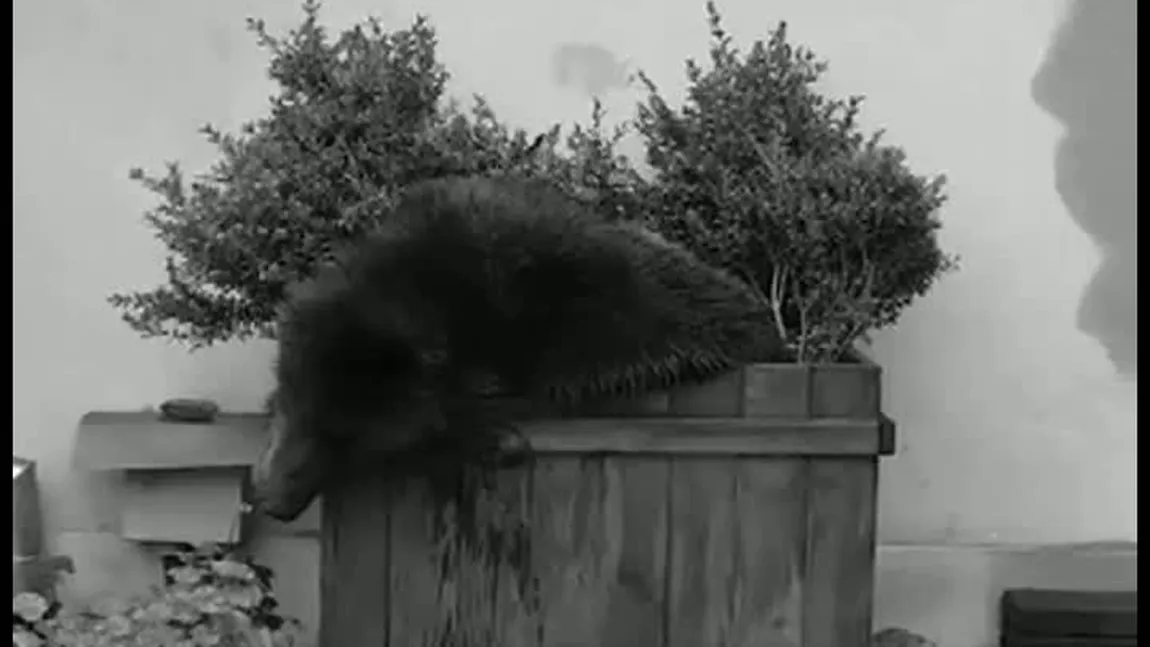 IMAGINI NOI cu ursul din Sibiu. Animalul a atacat o femeie şi a forţat intrarea unei bănci, înainte de a fi împuşcat VIDEO