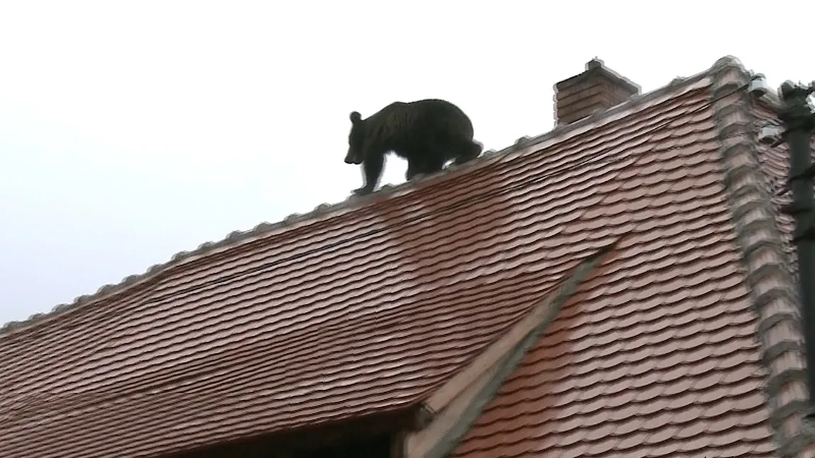 Şeful Poliţiei Sibiu le-a ordonat poliţiştilor să calce ursul cu maşina - Raportul Corpului de Control