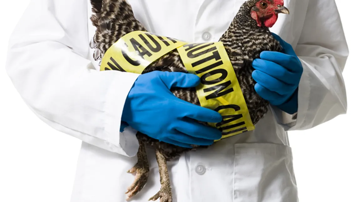 ALERTĂ la graniţele României. Gripa aviară face ravagii în Ungaria. Opt state sunt deja afectate în Europa