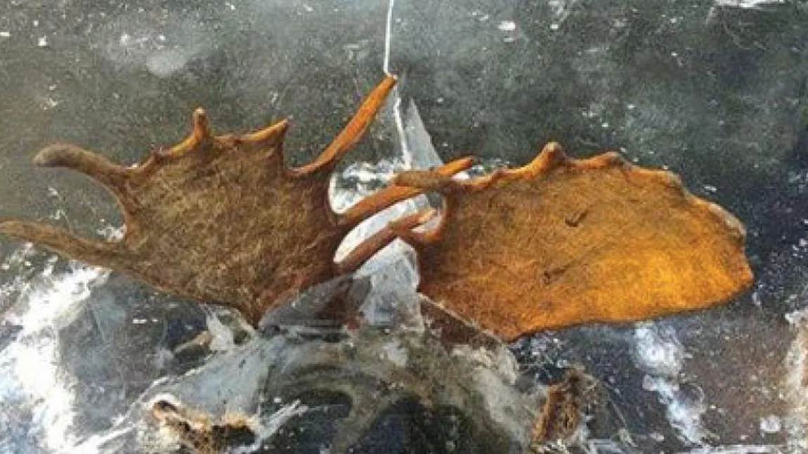 Poză dramatică făcută în Alaska. Doi elani au îngheţat luptându-se pentru o femelă FOTO