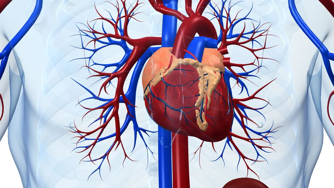 Remedii de toamnă contra insuficienţei cardiace