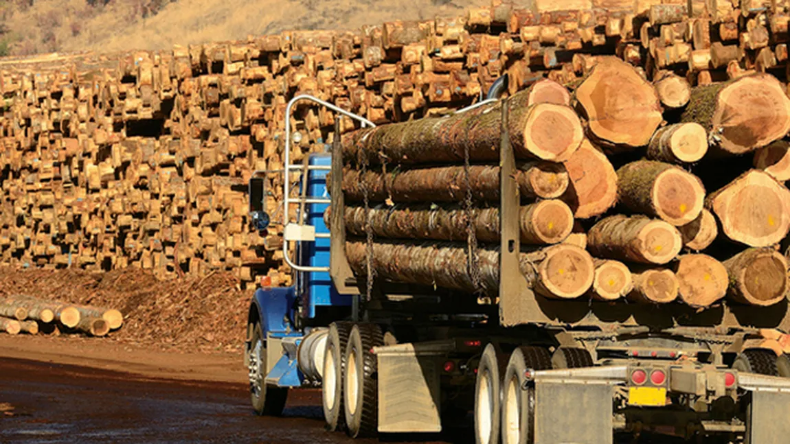 Greenpeace a descoperit 35 de transporturi ilegale de lemn. DIICOT, Garda Forestieră şi Ministerul Mediului au fost sesizate