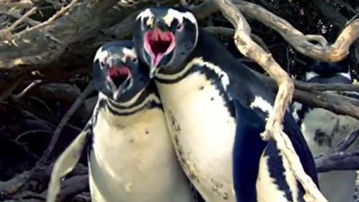 Reacţia violentă a unui pinguin la descoperirea partenerei sale cu un 