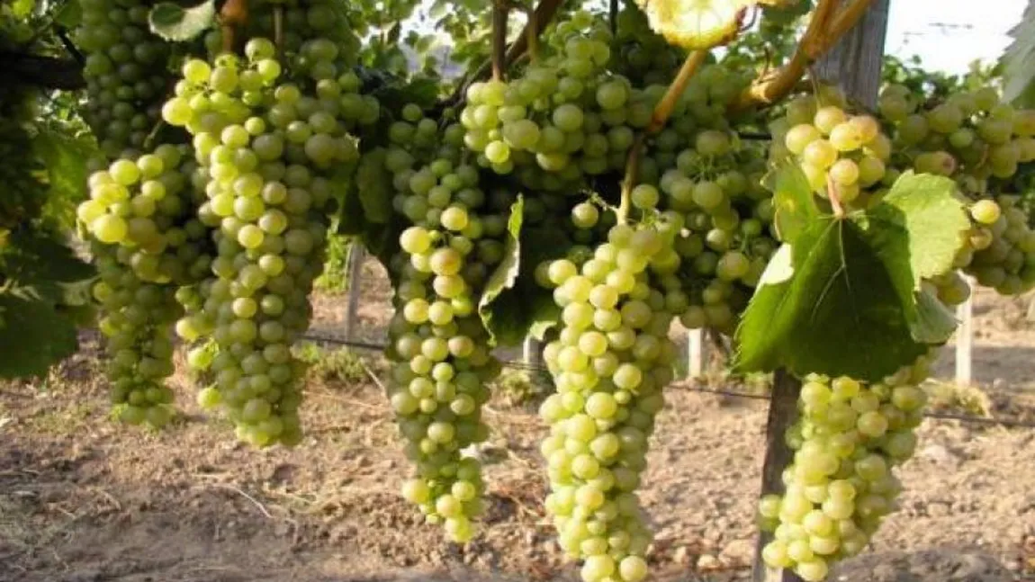 APIA: 30 noiembrie, termenul limită pentru depunerea cererilor de plată pentru asigurarea recoltelor de struguri pentru vin