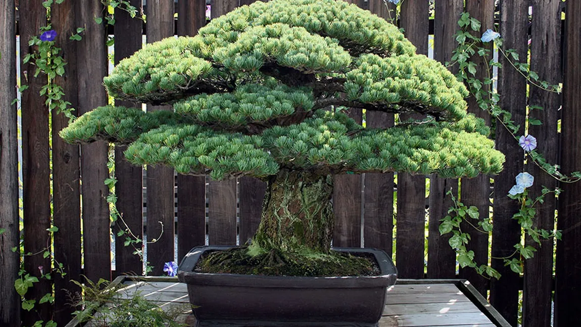 Povestea bonsaiului de 391 de ani. A supravieţuit bombei atomice