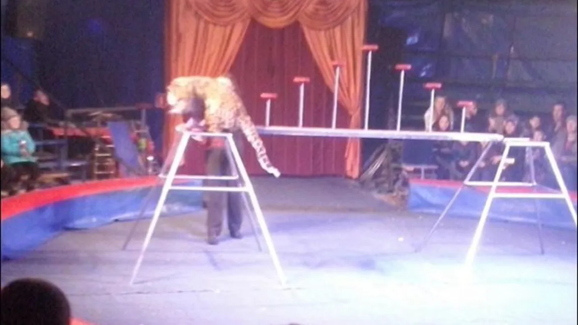 O spectatoare a fost sfâşiată de un leopard, la circ. Cum s-a produs atacul