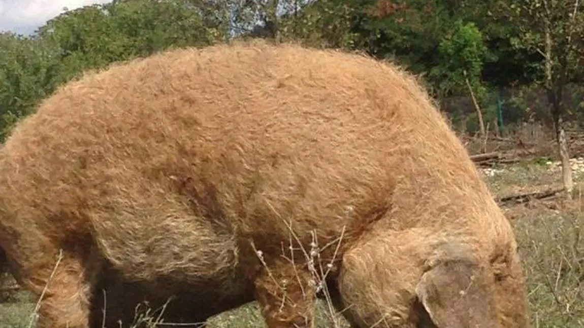 Porcul-SOMON, la mare căutare înainte de Crăciun. De ce se înghesuie românii la acest tip de carne