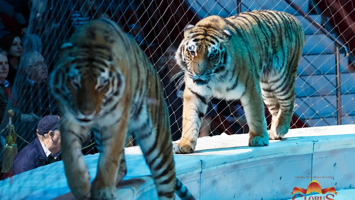 Incendiul PUTERNIC la Circul Globus: 11 animale au murit, printre care şi doi tigri UPDATE