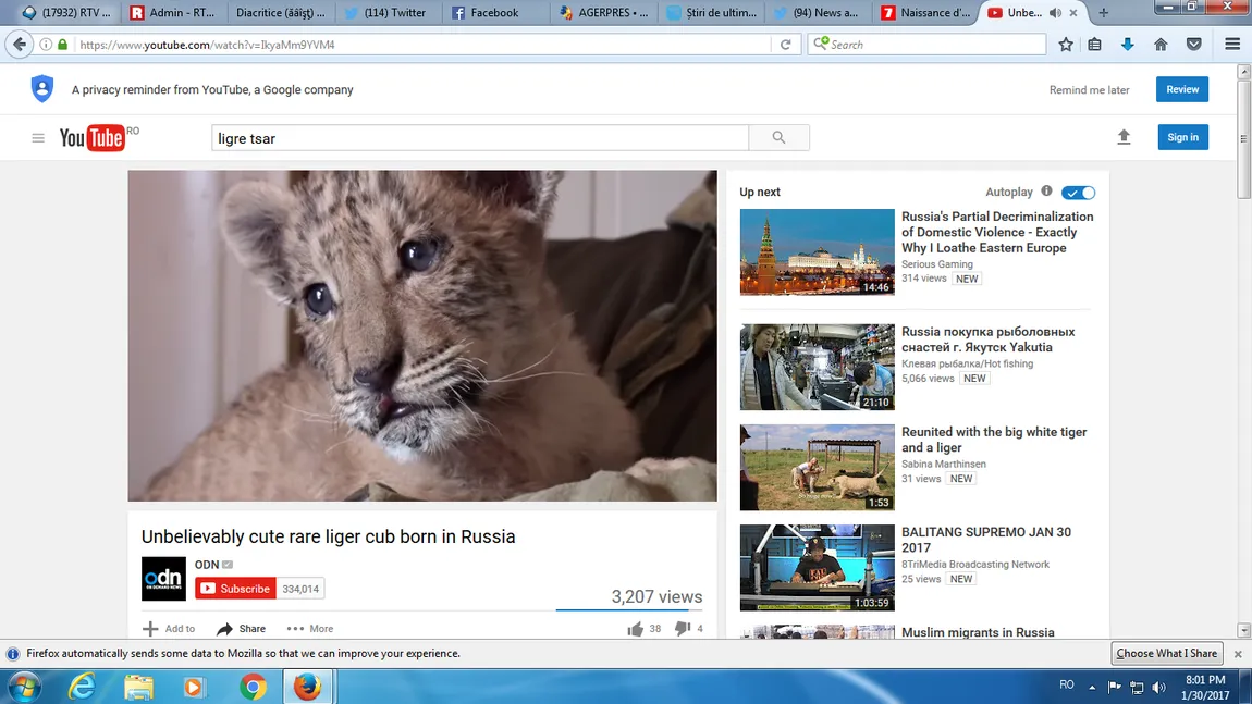 Raritate în lumea animalelor. S-a născut un ligru, cea mai mare felină din lume VIDEO