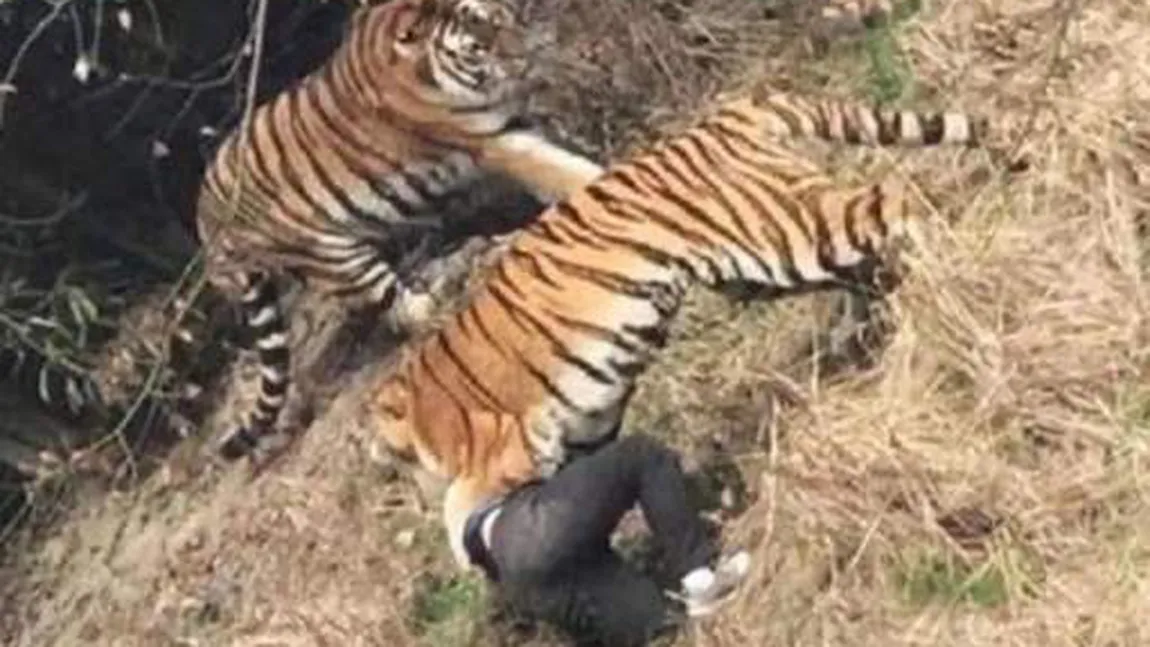 Un bărbat a fost devorat de un tigru, sub ochii familiei. Tragedia a fost filmată VIDEO ŞOCANT