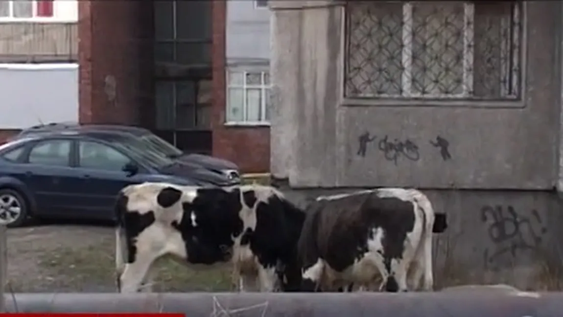 10 vaci înfometate, abandonate pe o stradă dintr-un oraş hunedorean
