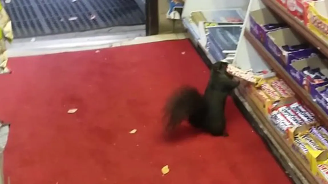 Super-amuzant, veveriţe la furat de ciocolată. Au luat peste 40 de batoane VIDEO