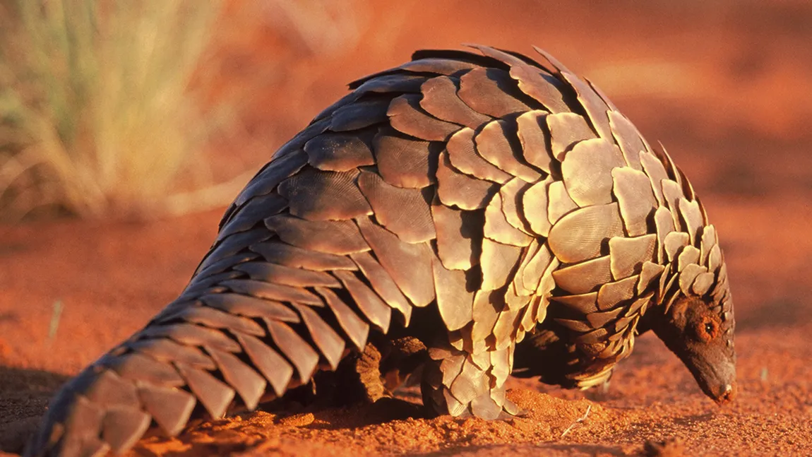 Peste două tone de solzi de pangolin, confiscate la vamă. Mamiferul este pe cale de dispariţie