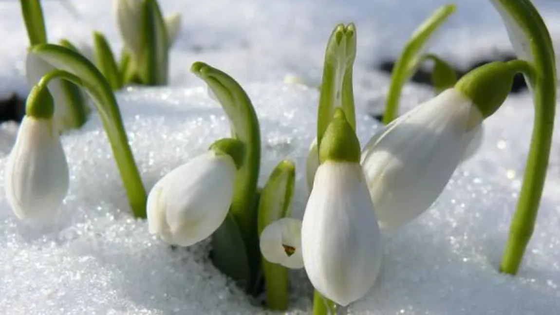 PROGNOZA METEO pe două săptămâni: Vreme capricioasă la începutul lunii martie