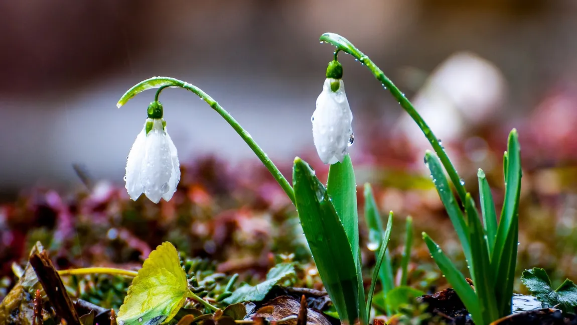 PROGNOZA METEO FEBRUARIE 2019. Cum va fi vremea în ultima lună de iarnă şi ce ne aşteaptă de Mărţişor