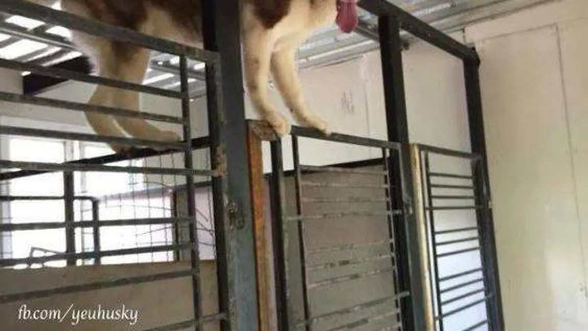 Un husky siberian a orchestrat 
