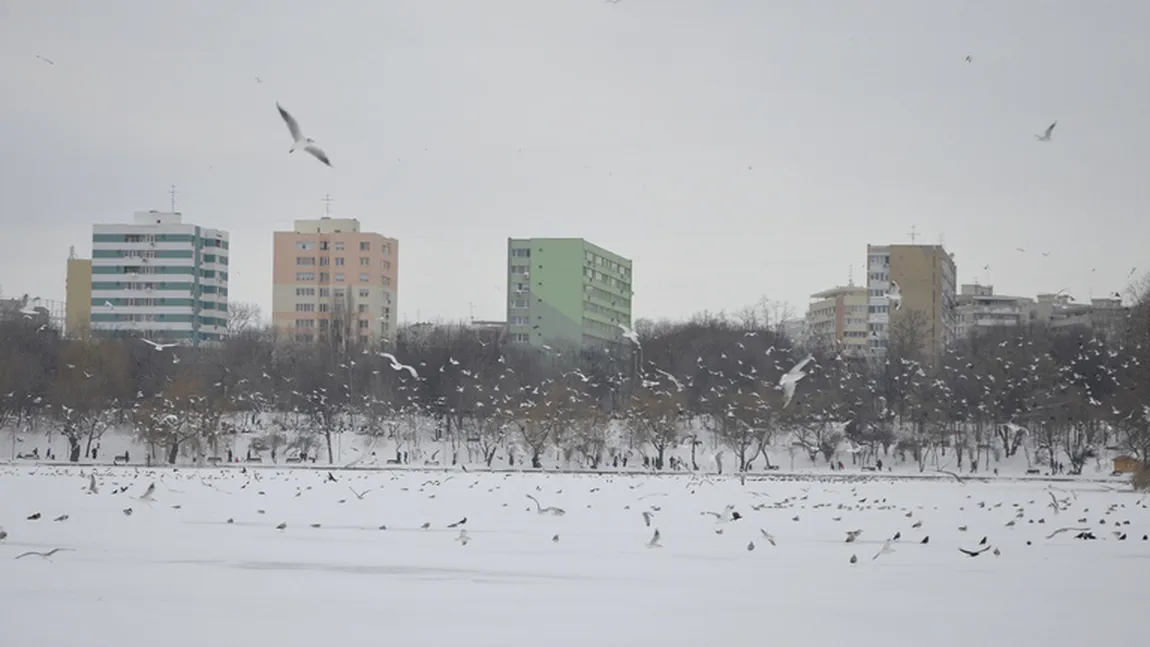 Femeie găsită MOARTĂ sub zăpadă, în Parcul IOR din Bucureşti. Era dispărută de aproape o lună