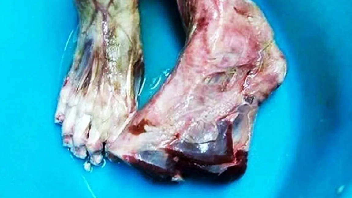 Fotografie şocantă postată de un chelner pe internet. Un restaurant chinezesc este acuzat că serveşte clienţilor carne de om