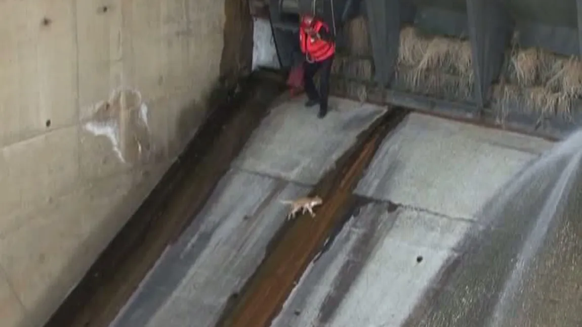 Pisică blocată pe baraj, salvată de pompieri în ultimul moment VIDEO