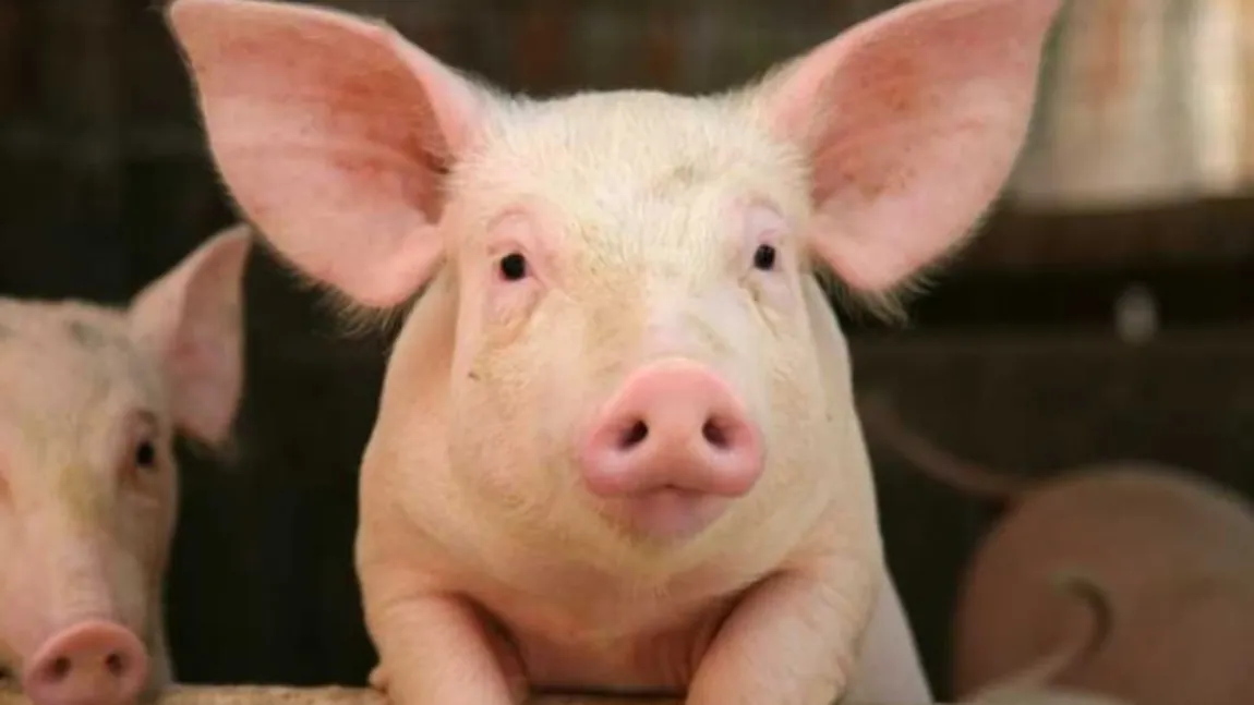 Cel mai norocos porc se află în judeţul Botoşani. Cum a scăpat de la tăiere animalul