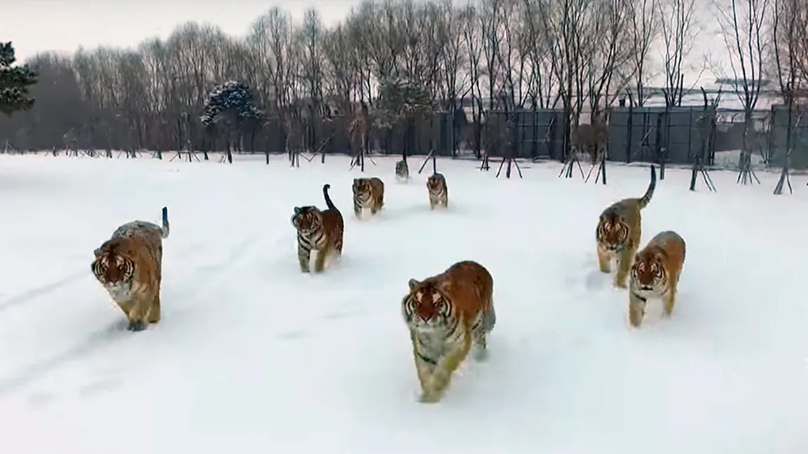 O haită de tigri doboară o dronă. Video excepţional cu atacul felinelor