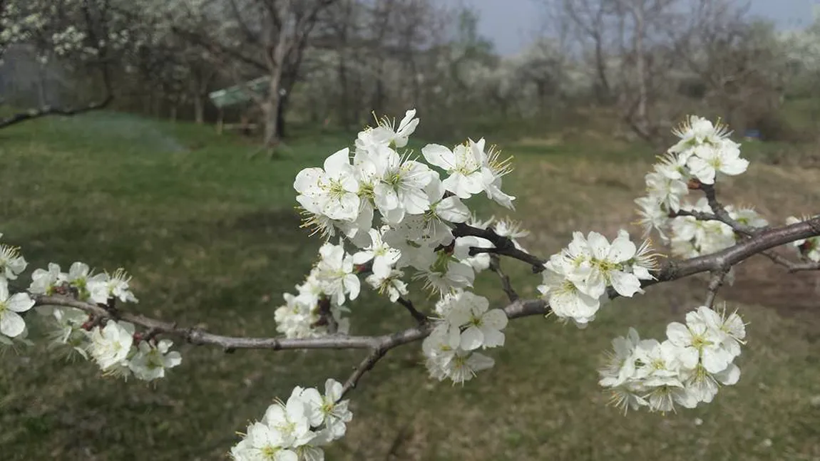 PROGNOZA METEO pentru URMĂTOARELE ZILE. Vremea va deveni deosebit de caldă, temperaturile vor creşte până la 24 de grade