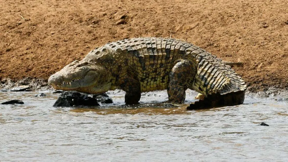 Incident şocant. Un fotbalist de 19 ani a fost ucis de un crocodil în timp ce se antrena